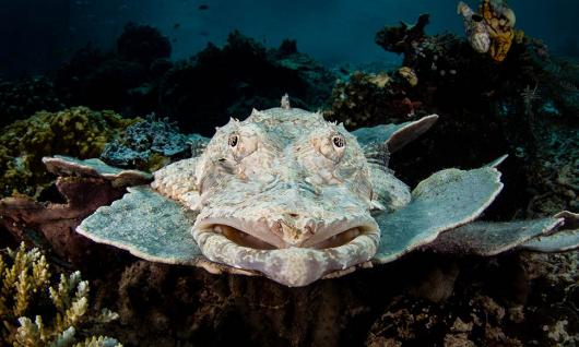 requin wobbegong ou requin tapis barbu de Raja Ampat